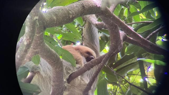PRIVATE TOUR Manuel Antonio park - Photo 2 (Gallery view)