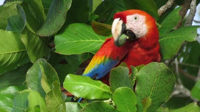 Uvita - Dominical: Private Kayak Tour - Mangroves of Terraba - Photo 4 (Gallery view)