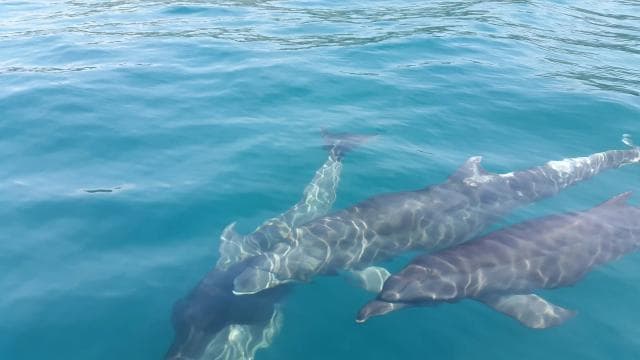 Uvita: Whale & Dolphin Watching Boat Trip w/ Drinks & Snacks - Photo 3 (Gallery view)