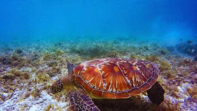 SNORKEL MANZANILLO - 2 Hours with fresh fruit + coconuts - Photo 4 (Gallery view)