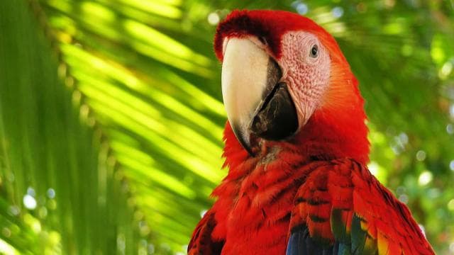 Costa Rica Mangroven-Tour: Terraba National Wetlands – Uvita - Photo 3 (Gallery view)
