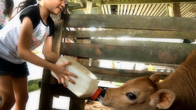 La Fortuna: Small Group Half–Day Campesino Farm Experience - Dominican Republic