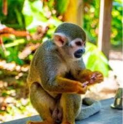 Punta Cana: Tour Aventura con Monos con Recogida en el Hotel - Photo 4 (Gallery view)