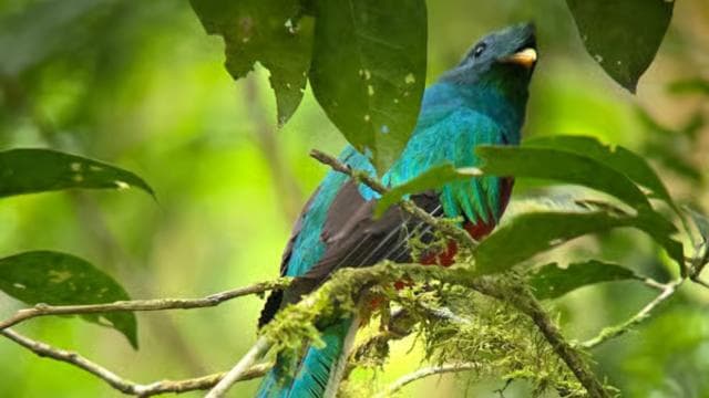 Monteverde: caminata guiada por el bosque nuboso - Photo 4 (Gallery view)