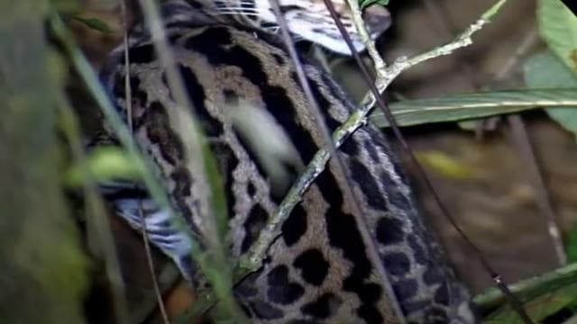 Monteverde: Oktari Monteverde Night Walk Tour - Photo 4 (Gallery view)