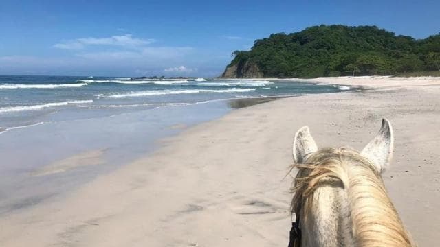 Guanacaste: Safari & Buenavista Beach Horse Riding Tour - Photo 4 (Gallery view)