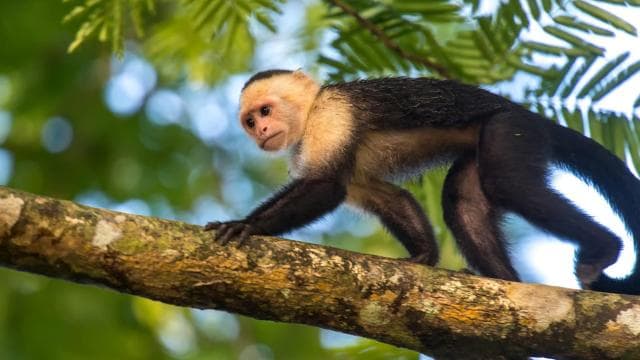 Tortuguero National Park: Jaguar Trail Day Walk Adventure - Photo 5 (Gallery view)