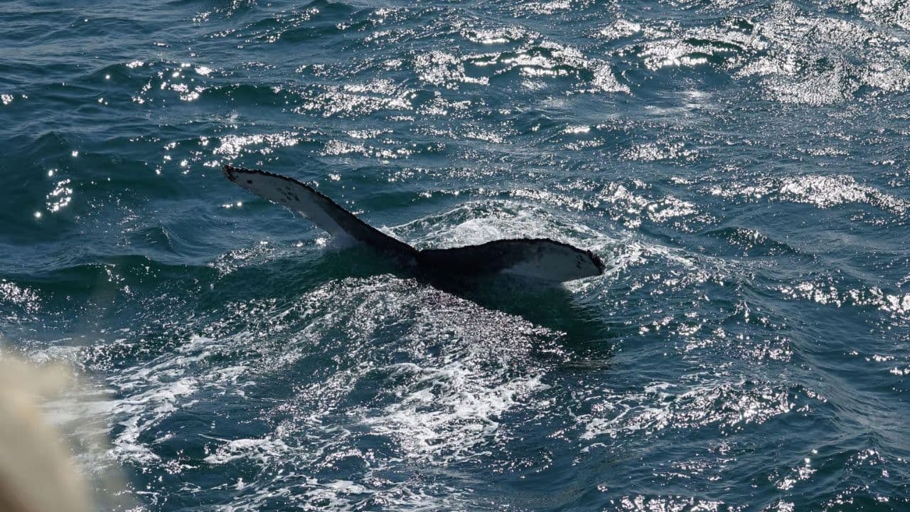 Samaná Whale Watching & Cayo Levantado (Bacardi Island) From Cap Cana - Dominican Republic