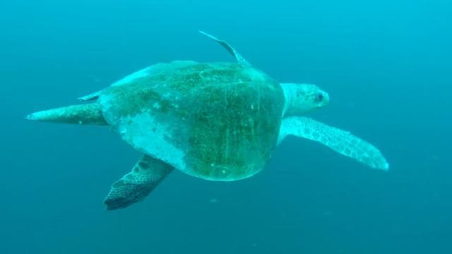 Tamarindo: Sea Scooter Snorkeling Tour - Photo 3 (Gallery view)