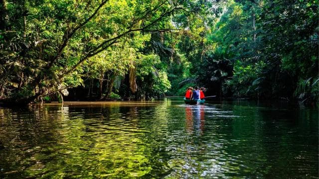 Tortuguero Ulusal Parkı: Tortuguero'da Yapılacak En İyi Şeyler - Photo 3 (Gallery view)