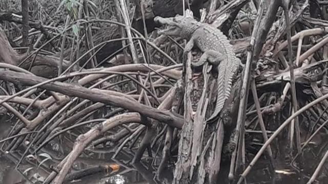 Tamarindo Estuary: Explore by Boat or Kayak - Choose your tour! - Photo 3 (Gallery view)