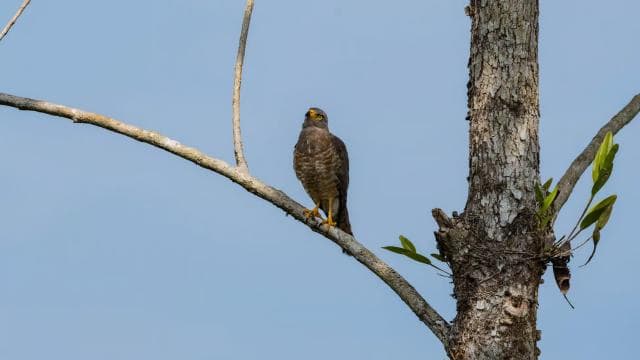 Uvita: Birdwatching - Dominican Republic