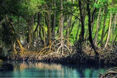 From Las Terrenas: Guided Tour of Los Haitises National Park - Dominican Republic