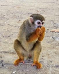 Puerto Plata: Monkeyland Tour - Photo 5 (Gallery view)