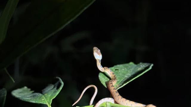 Puerto Jimenez: escursione notturna nella fauna selvatica con una guida locale - Photo 2 (Gallery view)