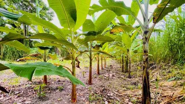 Puerto Limón: Tortuguero Canals Boat & Maratopia Garden Tour - Dominican Republic