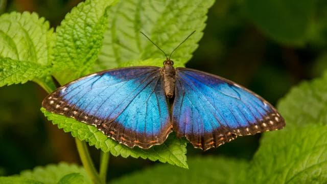 Diamante Eco Adventure Park: Wildlife Sanctuary Pass - Dominican Republic