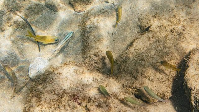 San Juan: Beginner Snorkeling Tour with Turtles and Videos - Photo 4 (Gallery view)