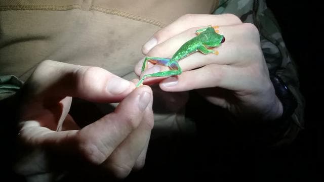 Manzanillo: Night hike in the forest - Photo 4 (Gallery view)