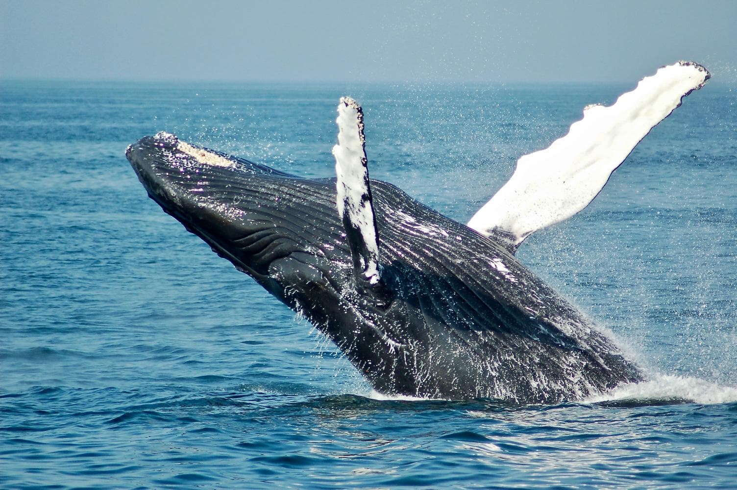 Private: Whale Watching + Cayo Levantado from Sabana de la Mar - Photo 3 (Gallery view)