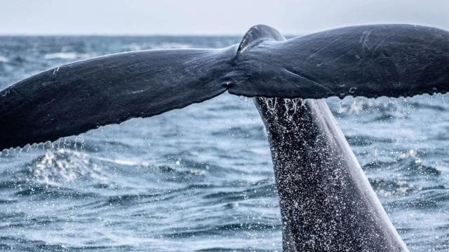 Uvita: Whales and Dolphins Watching Tour - Bahia Ballena - Photo 5 (Gallery view)