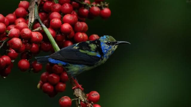 Monteverde: Half-Day Bird Watching Tour - Photo 4 (Gallery view)