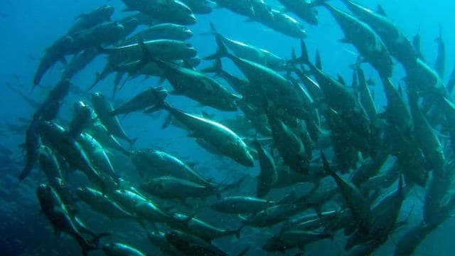 Papagayo Gulf: 2 Dives Half-Day Scuba Dive Tour - Photo 2 (Gallery view)