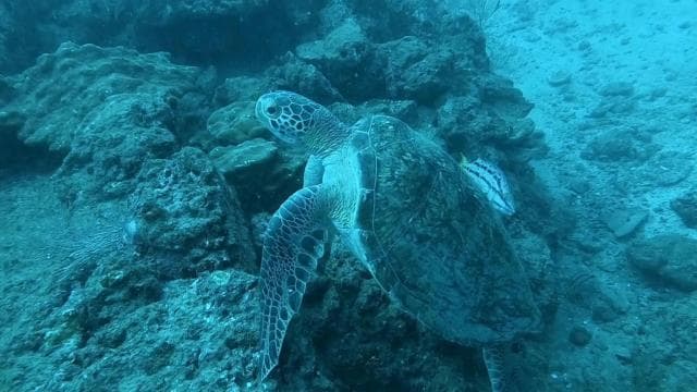 Réserve biologique de l'île Caño - Snorkeling ou plongée sous-marine - Photo 3 (Gallery view)
