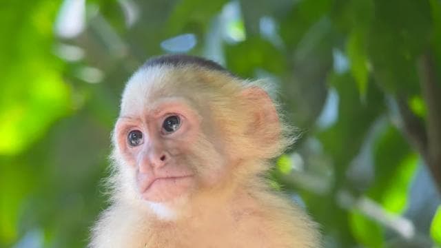Manuel Antonio National Park Full Wildlife - Photo 5 (Gallery view)
