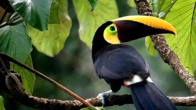 Puerto Jiménez: Private 1-Day Tour to Sirena in Corcovado - Dominican Republic