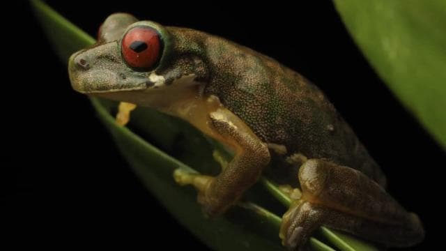 Monteverde: Guided Night Walk In Monteverde - Dominican Republic