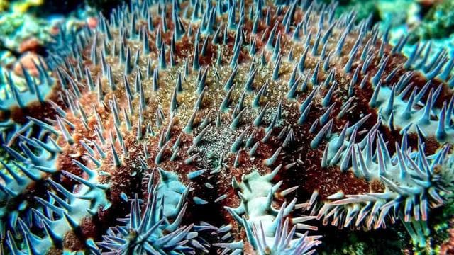 Cano Island Snorkeling Tour from Uvita - Dominican Republic