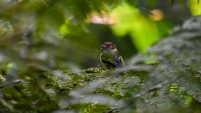 Monteverde: Cloud Forest Guided Nature Tour - Photo 5 (Gallery view)