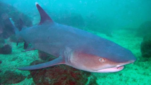 Papagayo Gulf: 2 Dives Half-Day Scuba Dive Tour - Photo 4 (Gallery view)