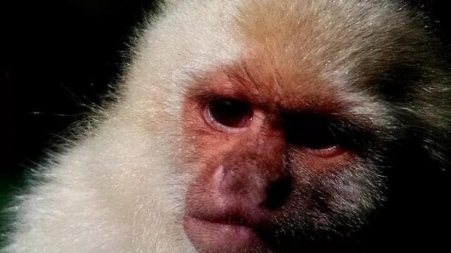 Monteverde: Nature walk in Curicancha Reserve - Photo 5 (Gallery view)