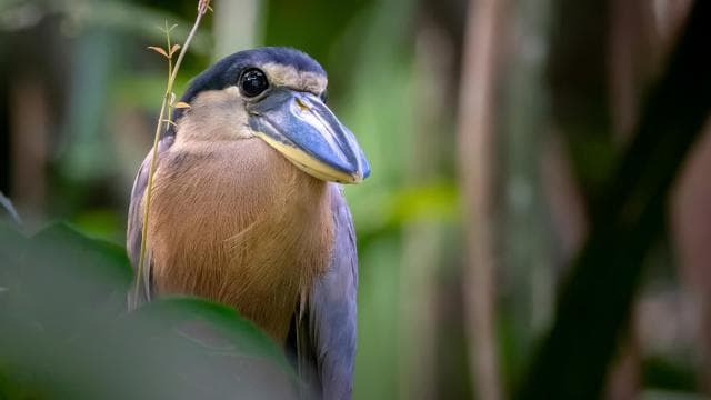 Tortuguero: Tour to the Canals in Tortuguero National Park - Dominican Republic