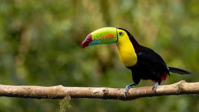 Monteverde: Cloud Forest Tour with Guide & Photos - Photo 2 (Gallery view)