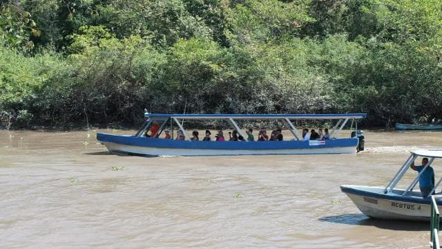 Parc national de Palo Verde : excursion en bateau sur la faune - Photo 2 (Gallery view)