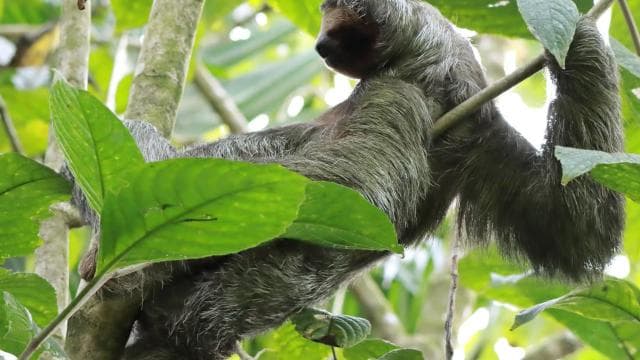 La Fortuna-Breath Taking Sloth Tour & Tortilla Experience. - Photo 2 (Gallery view)