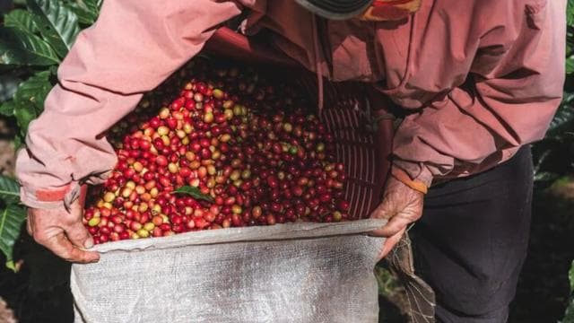 Monteverde: Coffee, Sugar Cane, and Chocolate Tour - Photo 4 (Gallery view)