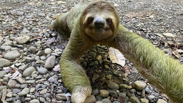 Tour gide nan pak nasyonal Manuel Antonio – KI GARANTI - Photo 2 (Gallery view)