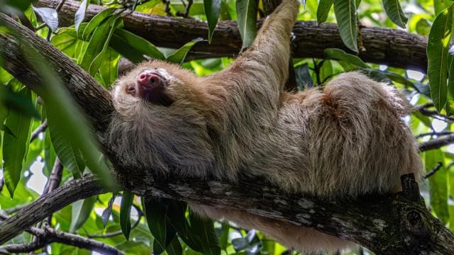 Manuel Antonio Mangrove Boat Tour - Photo 3 (Gallery view)