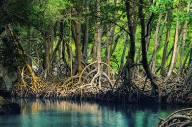 From Samana: Los Haitises Hike, Boat Trip, and Kayaking - Photo 3 (Gallery view)