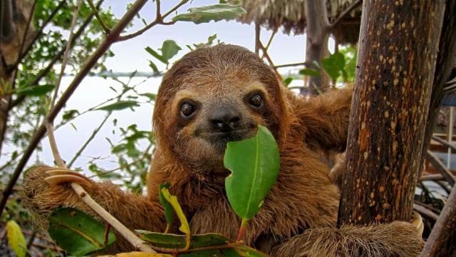 Uvita:Sloth Watching Trail-The best sloth tour in Costa Rica - Dominican Republic