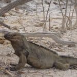 Jaragua Nemzeti Park: Fedezze fel a Laguna de Oviedo-t - Photo 3 (Gallery view)