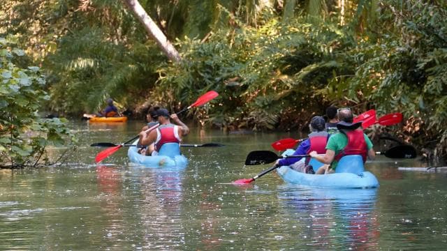 Quepos: Tur cu caiacul în mangrove, lângă Parcul Manuel Antonio - Photo 2 (Gallery view)