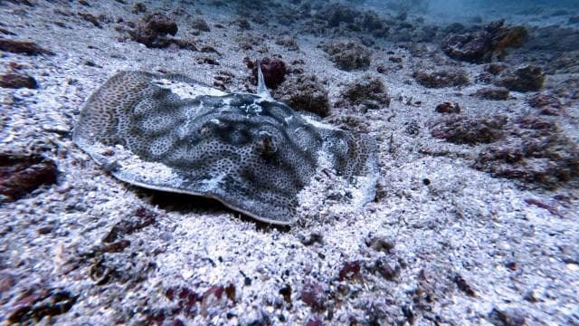 Tamarindo: tour guidato di snorkeling con avvistamento di vita marina - Photo 3 (Gallery view)