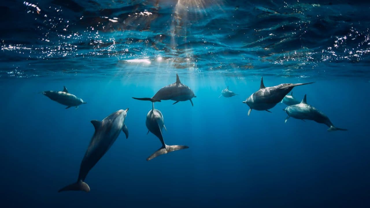 Swim with Dolphins in Punta Cana - Photo 4 (Gallery view)