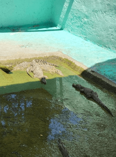 Guama and Hatiguanico River Trip - Photo 5 (Gallery view)