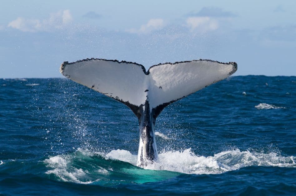 Humpback Whale Watching Experience in Samaná Bay – Half Day Tour From Miches Private - Photo 2 (Gallery view)